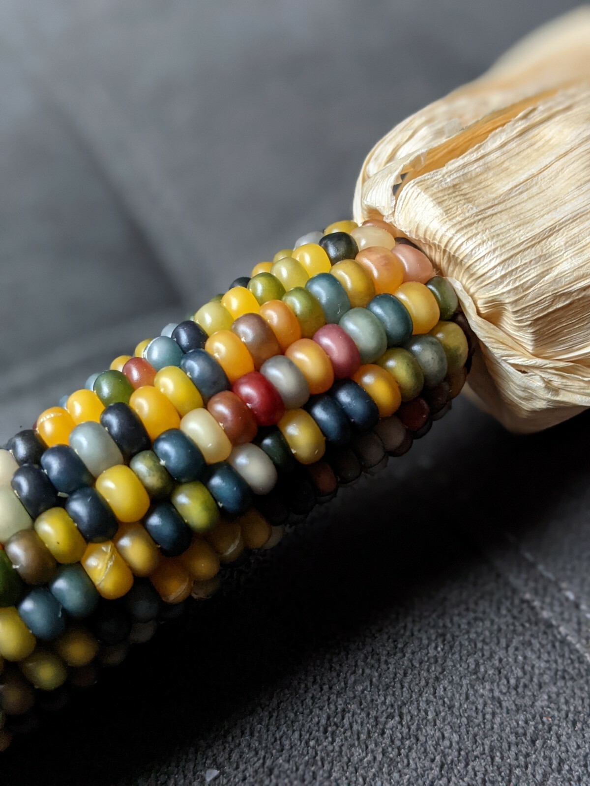 Glass Gem Corn Seeds Cherokee History Rainbow Colors 25 Seeds, Beautiful!