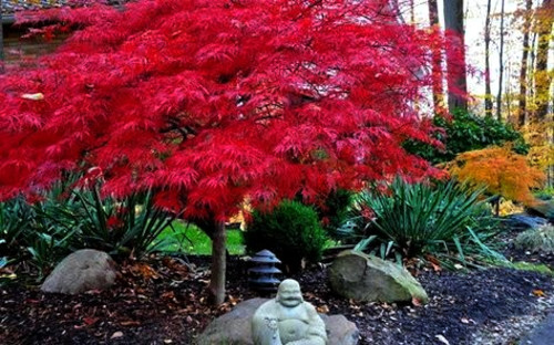 10 DWARF Japanese Red Linear Leaf Maple Tree Seeds Acer Scolopendrifolium Bonsai