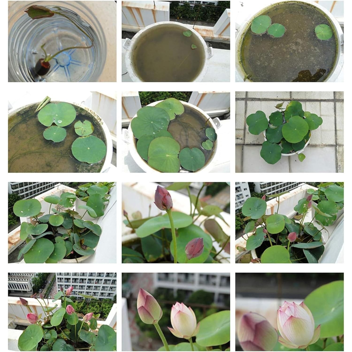 Lotus Seeds 15pcs Pink Red Green Color for Planting Beautiful Water Bowl
