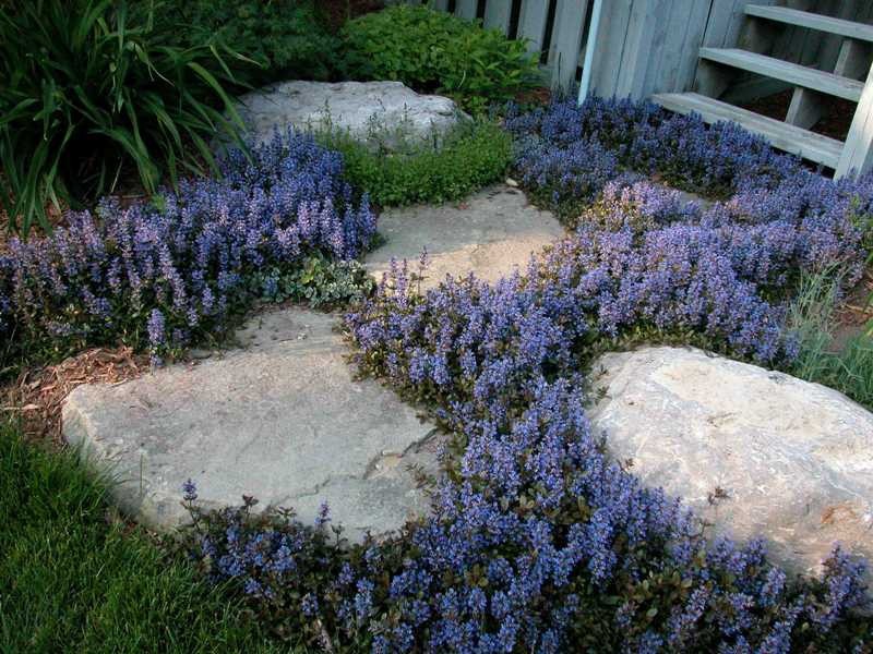 10 Ajuga reptans ‘Bugleweed’ ground cover~ Rooted Cuttings / STARTER plants