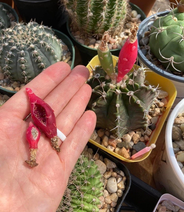 Seed- Gymnocalycium friedrichii hybrid (multicolor double petal) 25-500