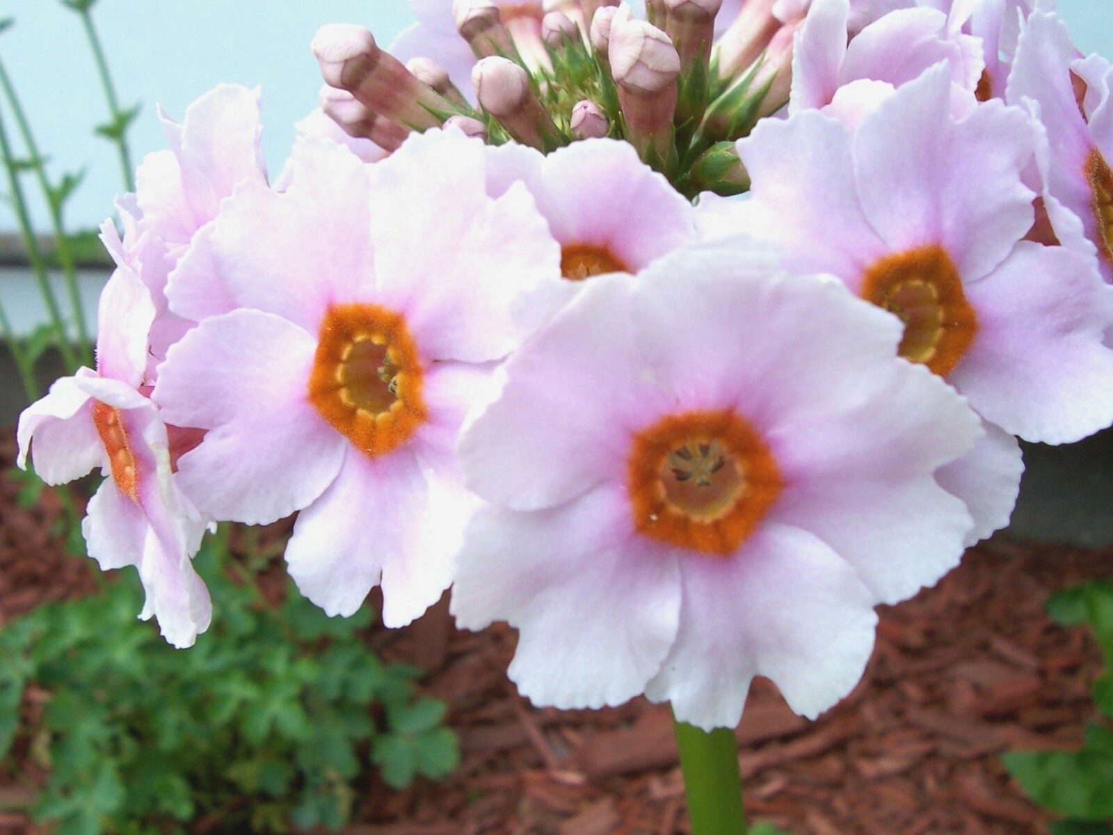 Japanese Primrose Seeds, Candelabra Primrose, 300+ (Primula Japonica.) Perennial