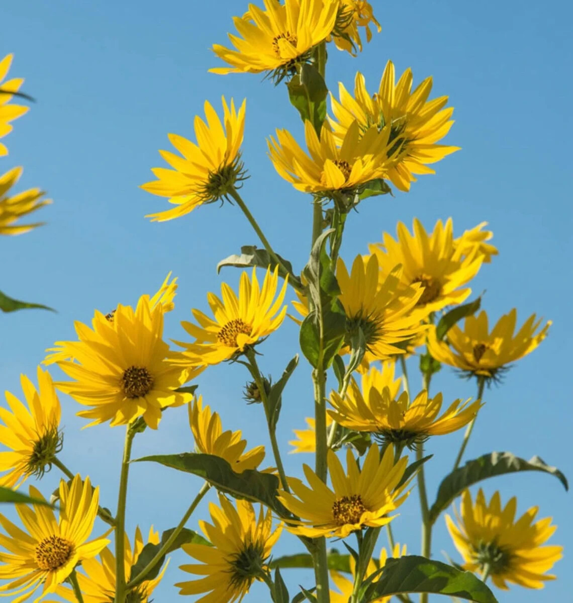 1000+ Annuals & Perennials WildFlower Mix Heirloom Pollinator Non-GMO Fresh Seed
