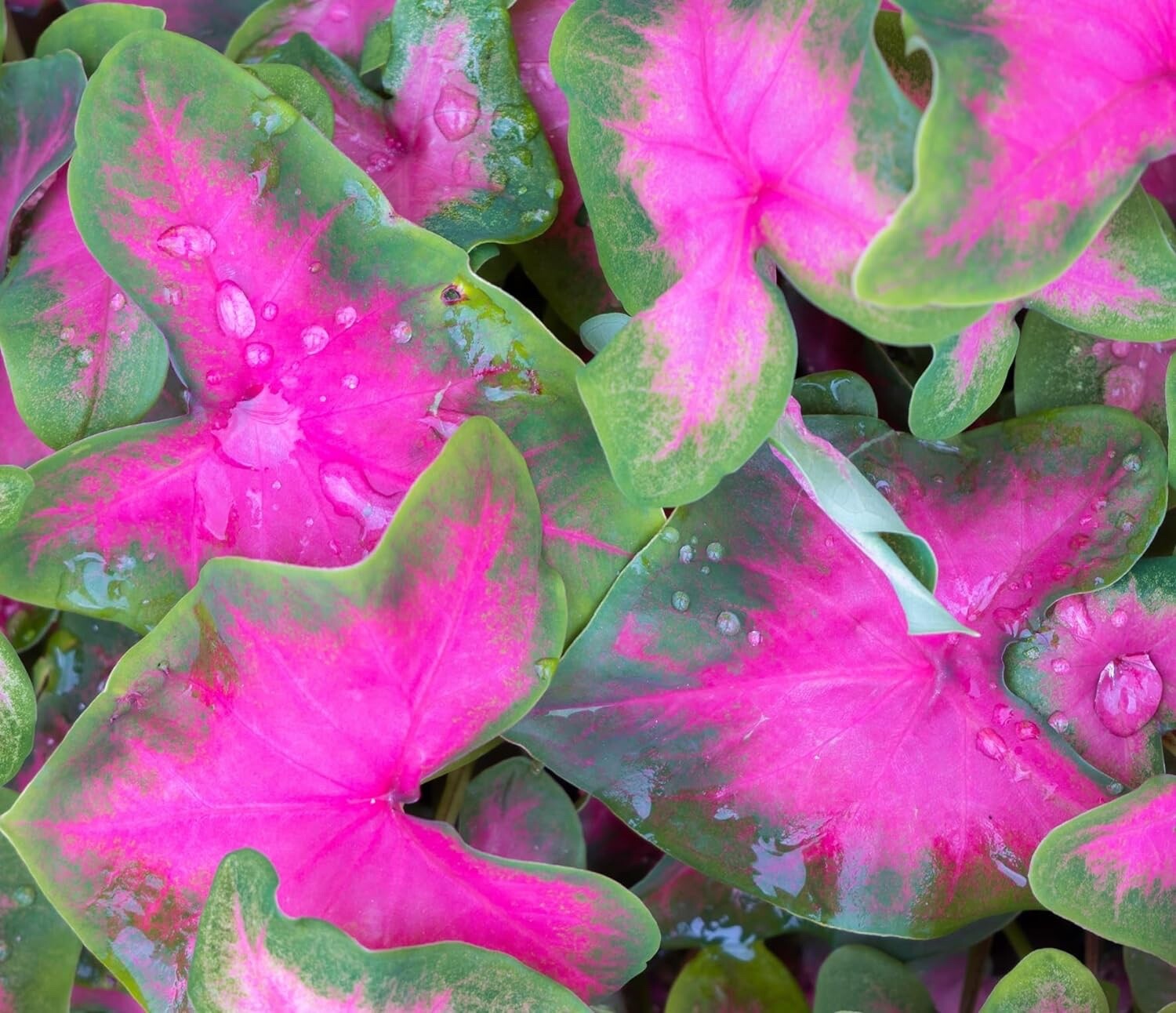 6 Pinky Promise Caladium Bulbs for Planting – Perennial Hosta, Elephant Ears