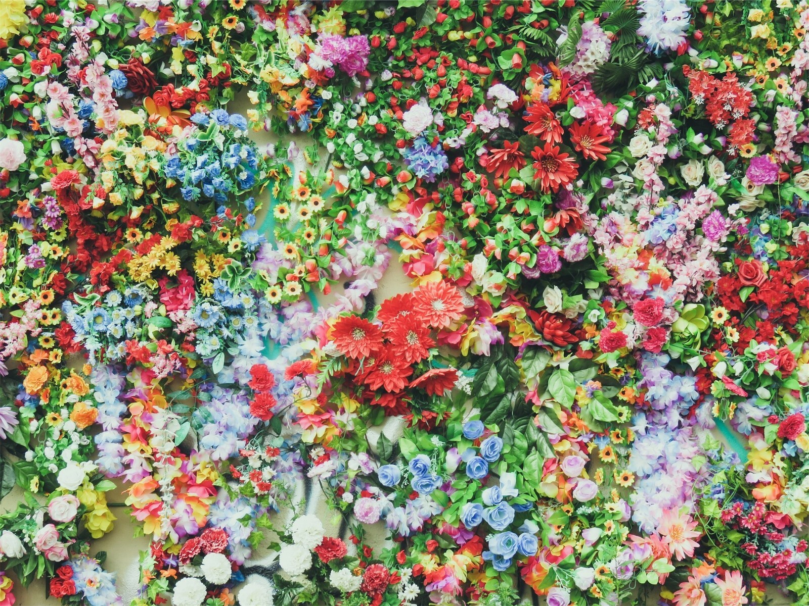 Princess  Mix {900+Seed} Young Gardener  multi color easy to grow 35+ variety