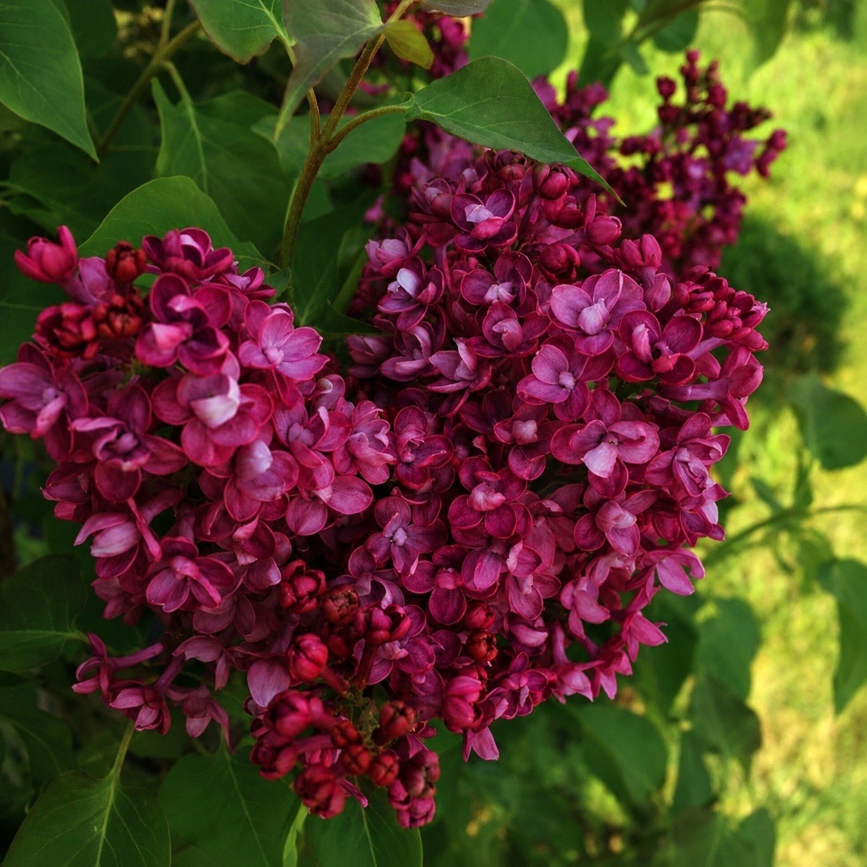 25 Lilac Seeds Fragrant Flowering Tree Perennial Flower Seed “Red”