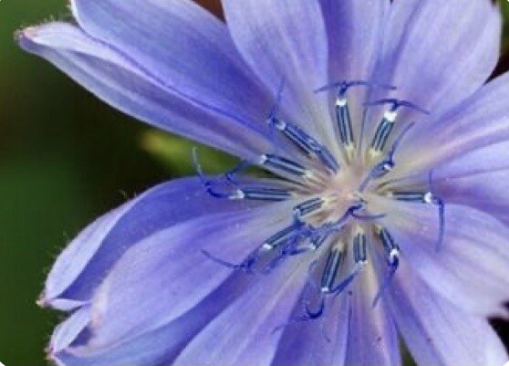 600 Plus Chicory-Italian Dandelion-Non GMO-Open Pollinated.