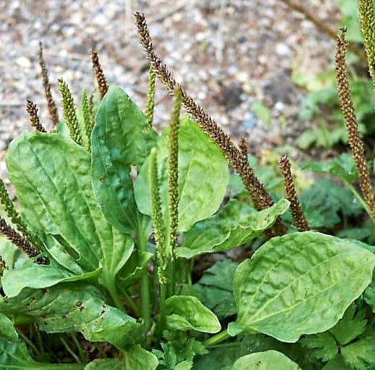 5 Wild Broadleaf plantain live bare root Herbal Edible Medicinal Hardy Perennial