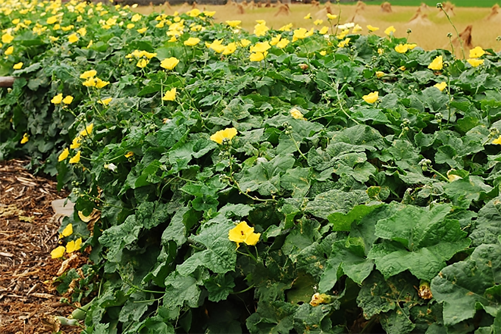 Smooth Loofah, Luffa aegyptiaca, Seeds