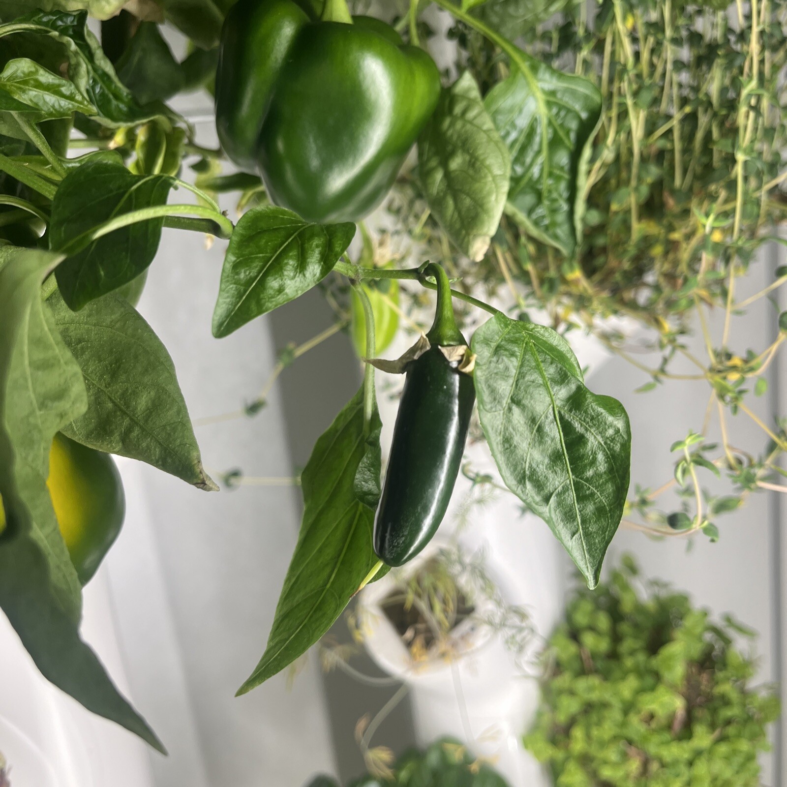 Jalapeno Pepper Seeds, HOT PEPPER, NON-GMO, JALAPENO POPPERS, FREE SHIPPING