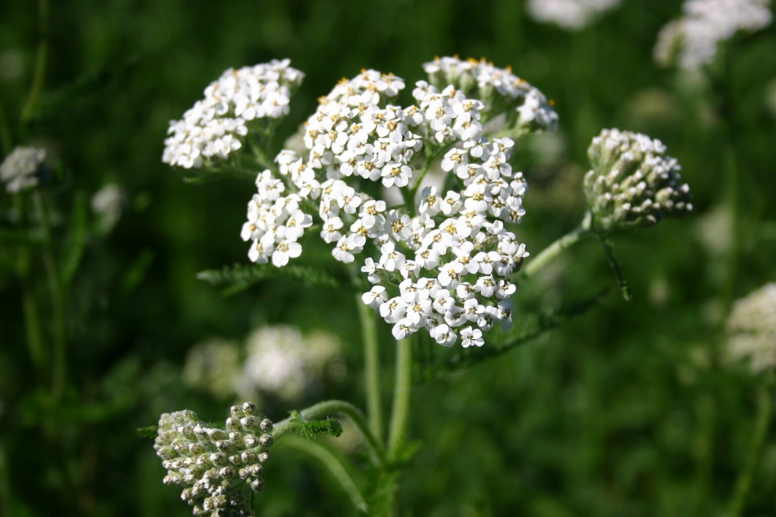 Western Yarrow Native Seeds – California Native – Achillea Millefolium