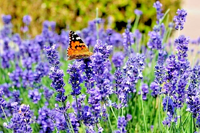 ENGLISH LAVENDER 100 SEEDS, AGUSTUIFOLIA MUNSTEAD, HARDY HERB, EZ TO GROW
