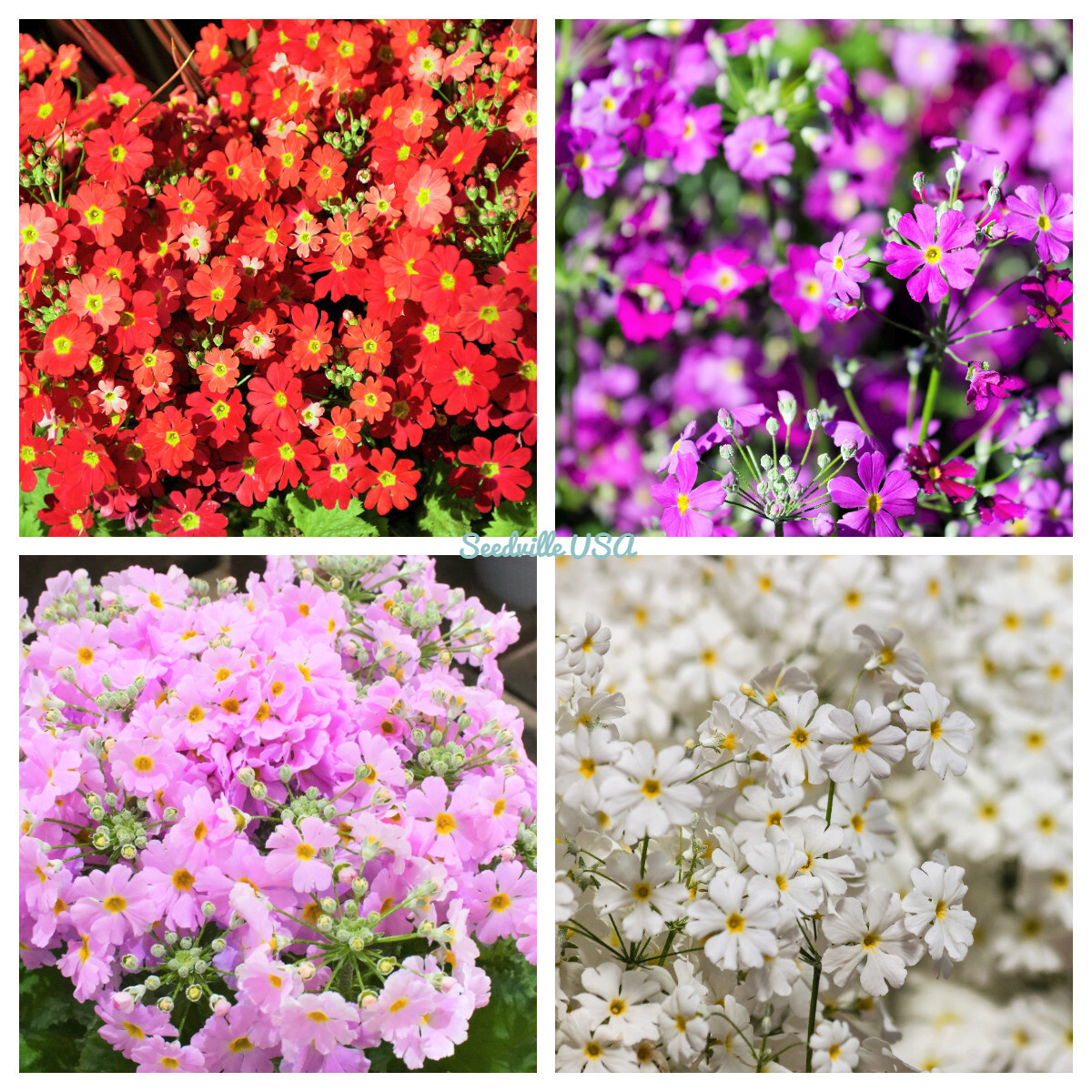 100 Mixed Colors FAIRY PRIMROSE Primula Malacoides Red Pink Purple Flower Seeds
