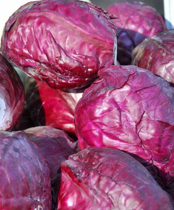 Red Acre Cabbage Seeds 500+ Vegetable Garden NON-GMO USA SELLER FREE SHIPPING