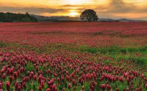 20lbs CRIMSON CLOVER Food Plot Seed For Deer Turkey Wildlife Coated Inoculated