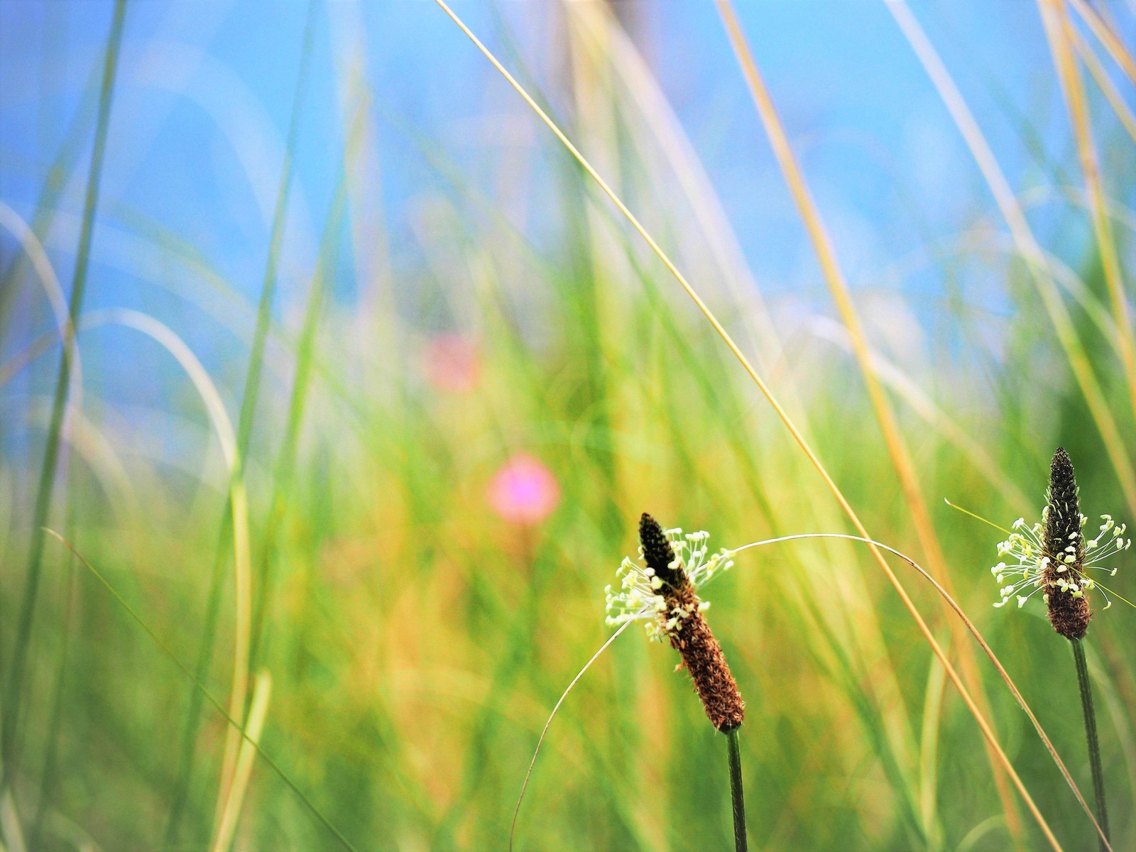 1000 CHINESE PLANTAIN Plantago Asiatica Herb Flower Seeds