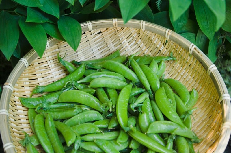 Sugar Snap Pea Seed, Sugar Snap, Snow Peas, NON-GMO Seed, 50 Seed Packet