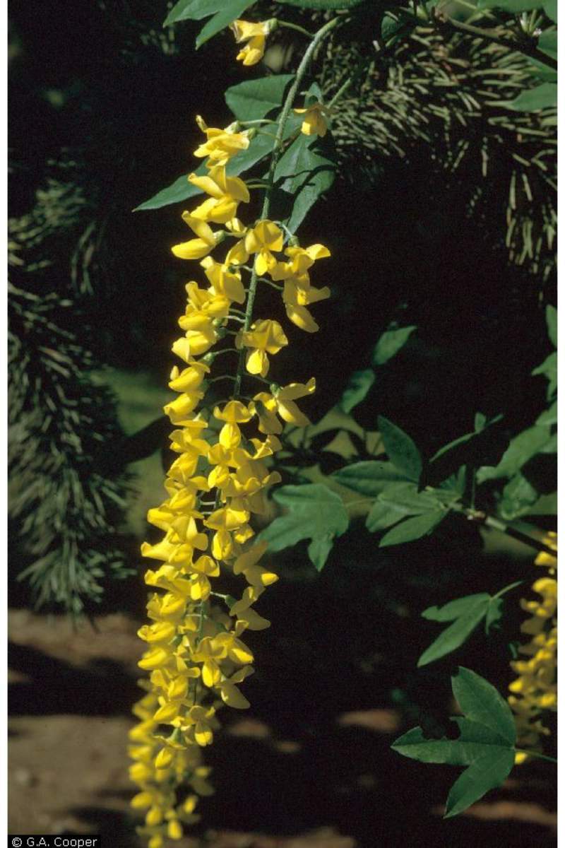 1-1000 PCS Golden Chain Rain Tree Seeds Laburnum Anagyroides Yellow Flower 0148