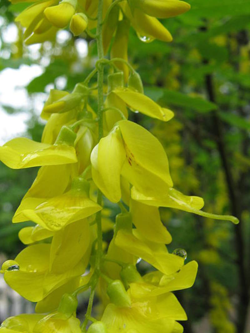 1-1000 PCS Golden Chain Rain Tree Seeds Laburnum Anagyroides Yellow Flower 0148