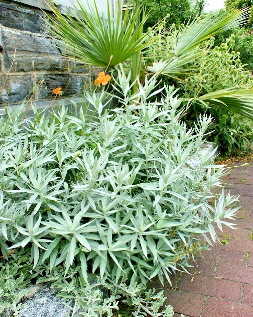 301+PRAIRIE SAGE Flower seeds White Sagebrush Perennial Native Wildflower smudge