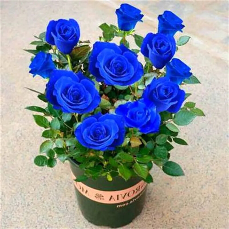 20 ROSE FLOWER SEEDS rare exotic plant garden for bud stratification/germination