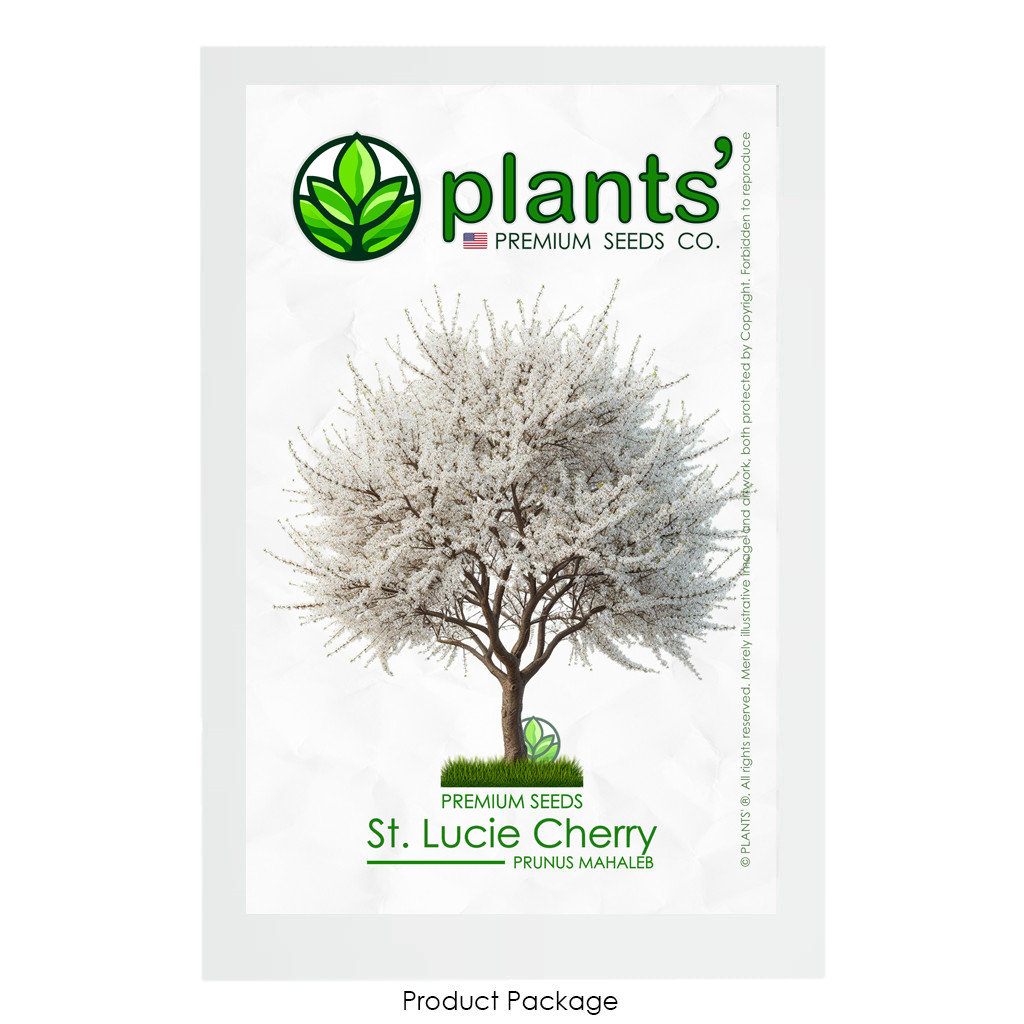 St. Lucie Cherry Tree | Premium Seeds | Prunus mahaleb ‘Spring’ | Plants’®