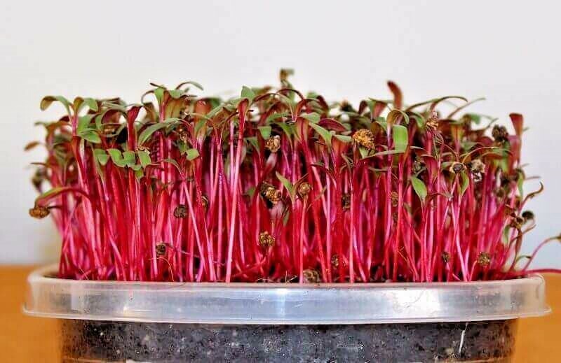 101+ BULLS BLOOD BEET Seeds Heirloom Vegetable Garden Patio Container Fast Easy