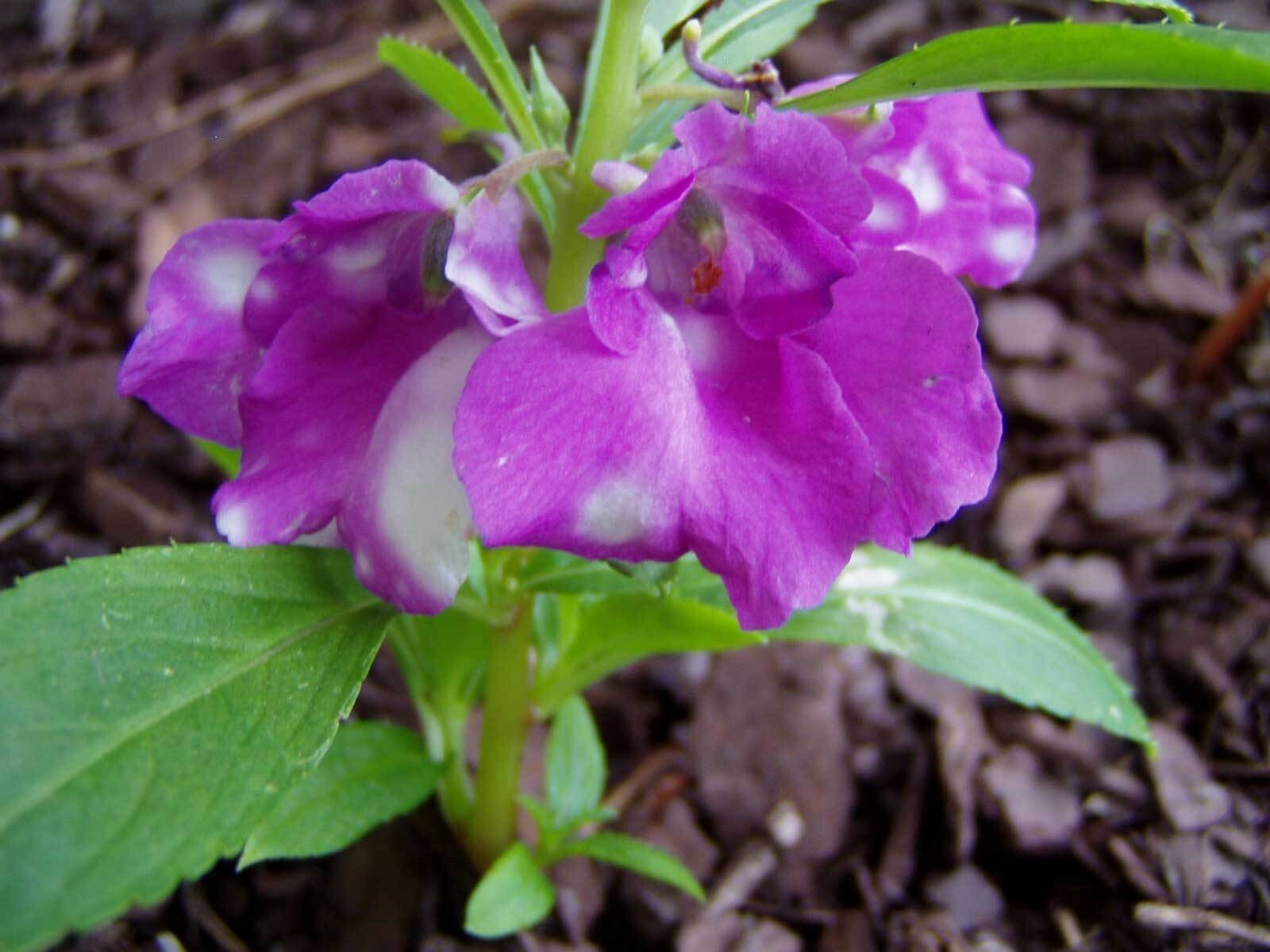 Impatiens balsamina Mixed Colors | Rose Balsam | Touch-Me-Not | 10_Seeds