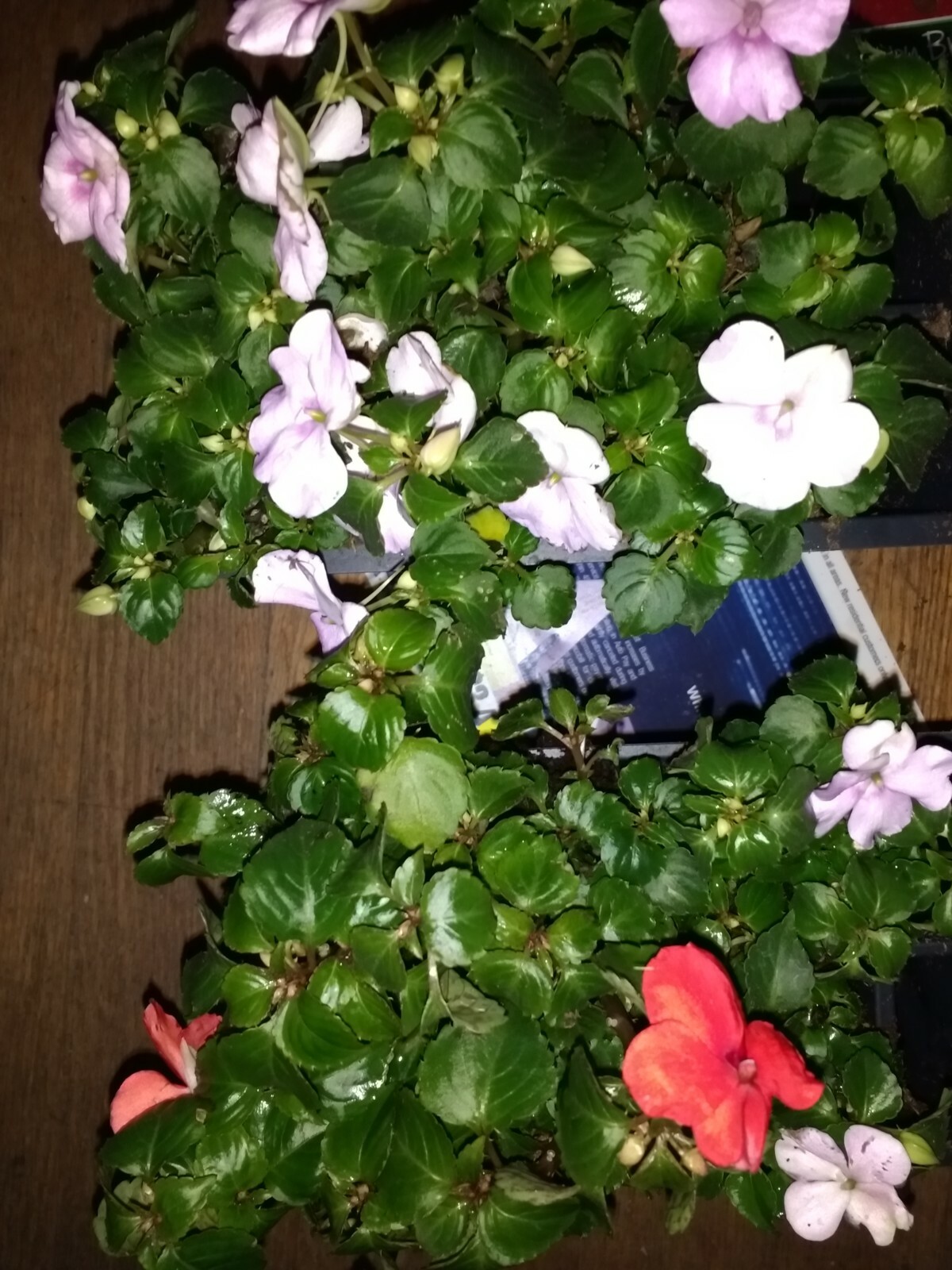 Impatiens annual flowers, BUY 6 GET 6 FREE (Total 2-six packs count plants)