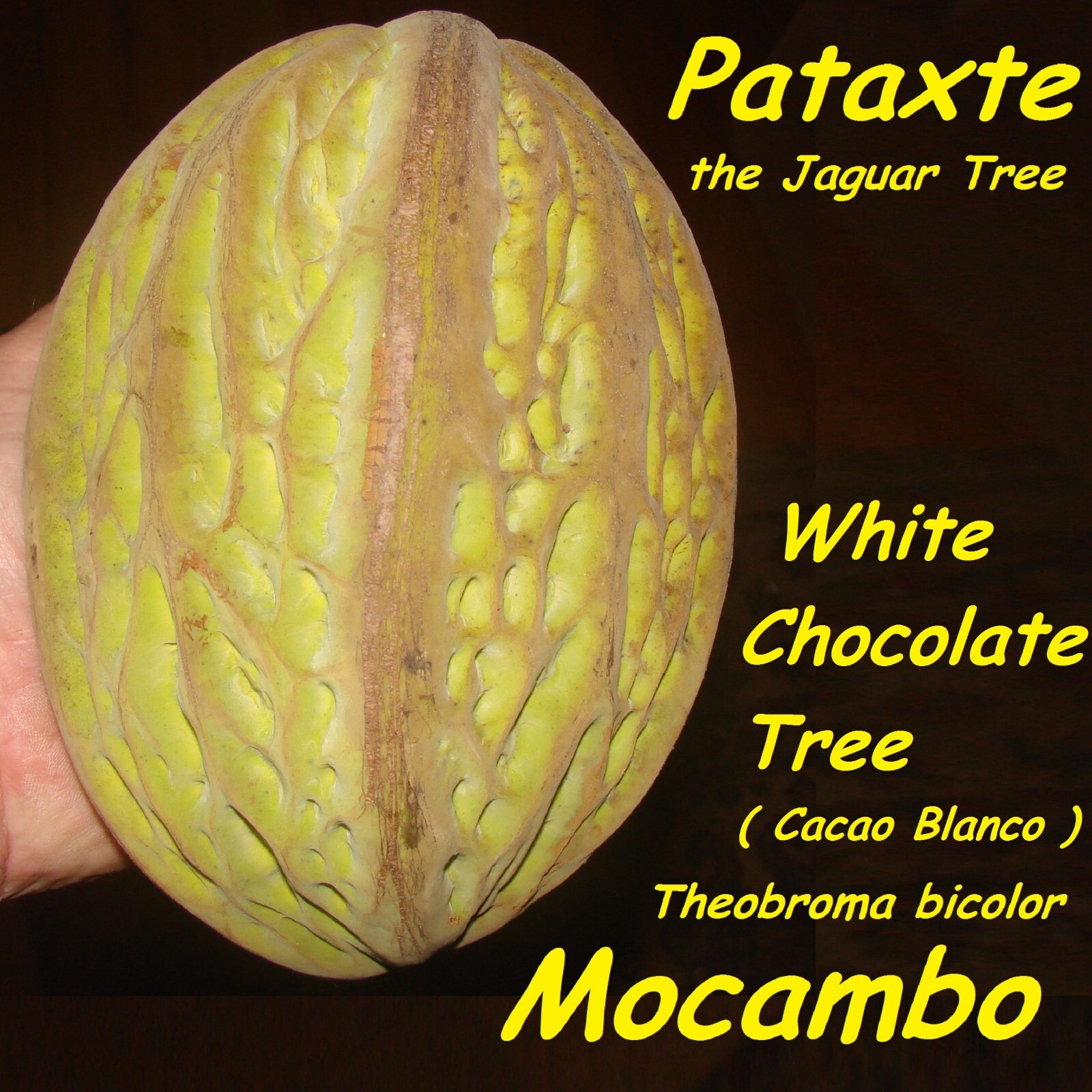Theobroma Bicolor (White Cacao)cocoa tropical fruit tree Live Plant