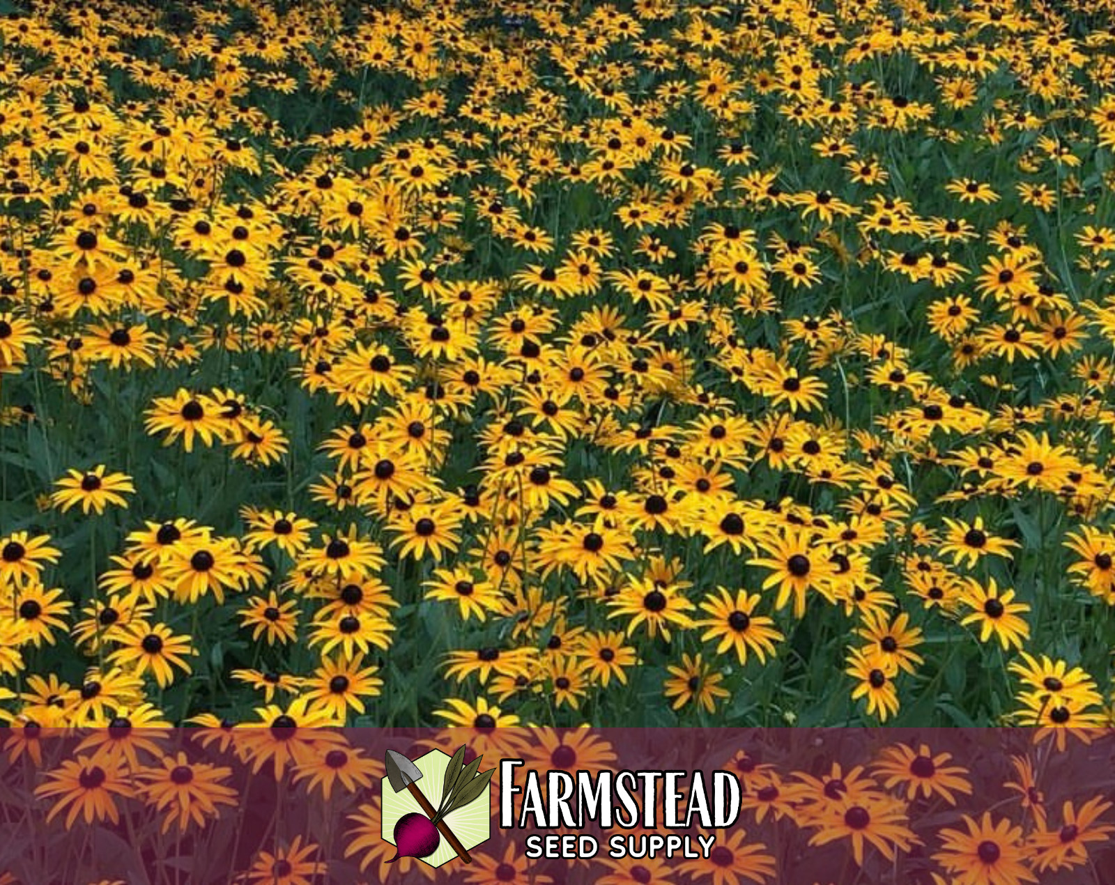 8,000+ Black Eyed Susan Seeds | Native Wildflower Gardening, Rudbeckia hirta