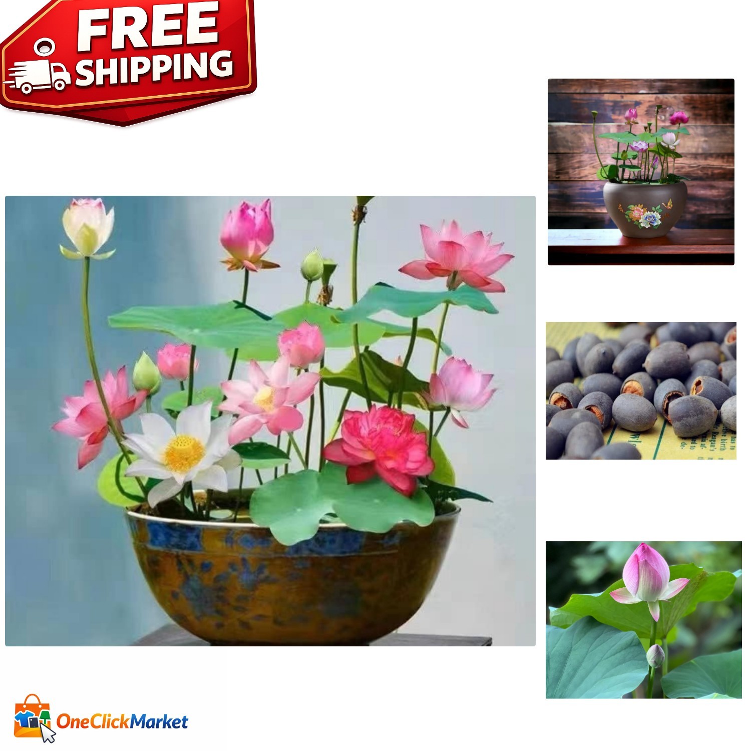 10pcs Mixed Color Lotus Seeds: Elegant Water Lily for Indoor & Outdoor Beauty
