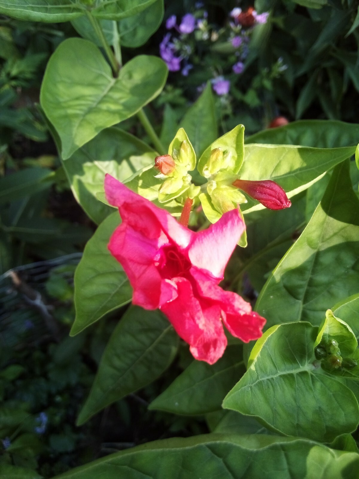 5 SEEDS RED FOUR O’ CLOCK MIRABILIS JALAPA