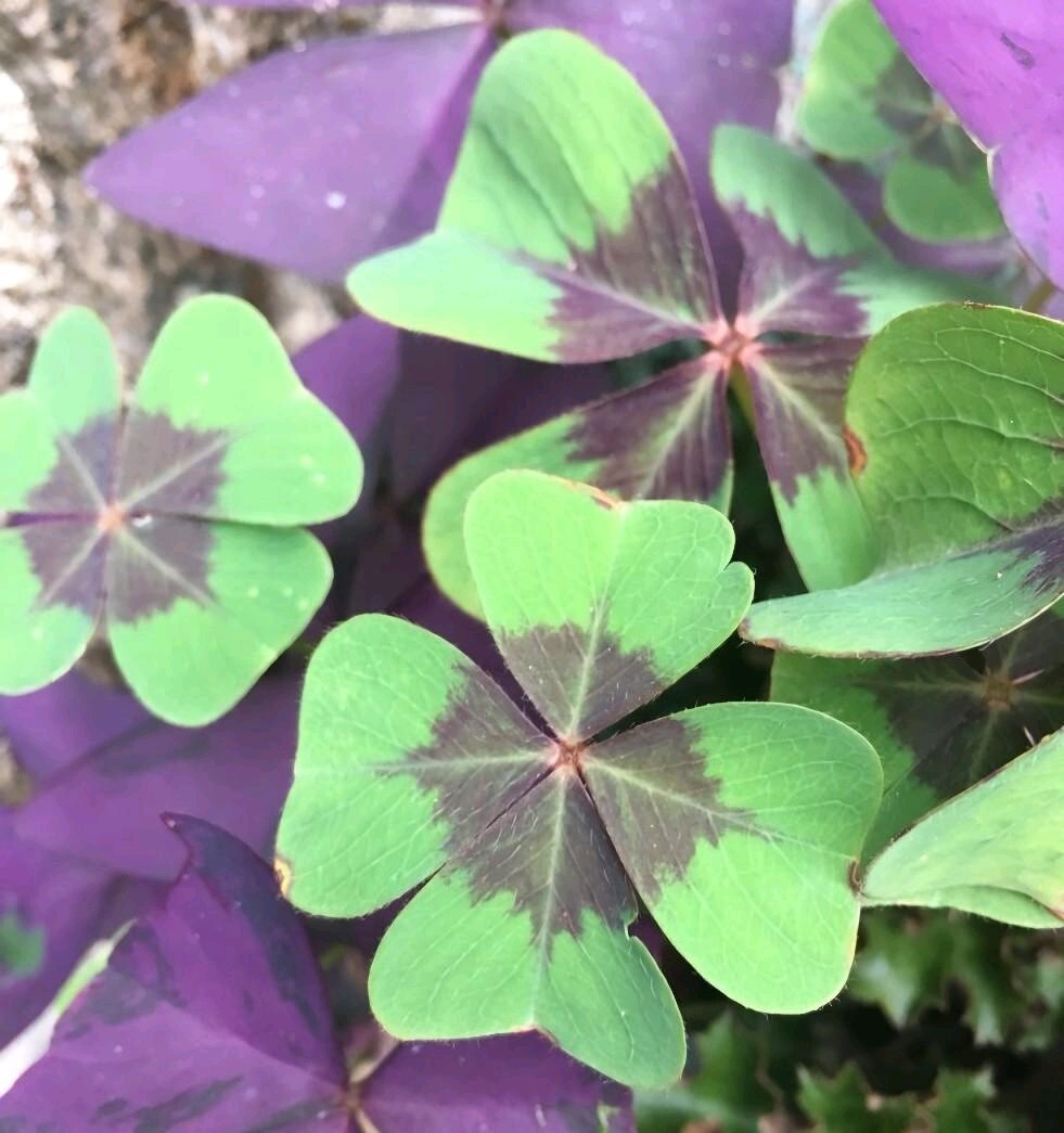Pack of 15 Gorgeous Iron Cross Shamrock Oxalis Tetraphylla Bulbs