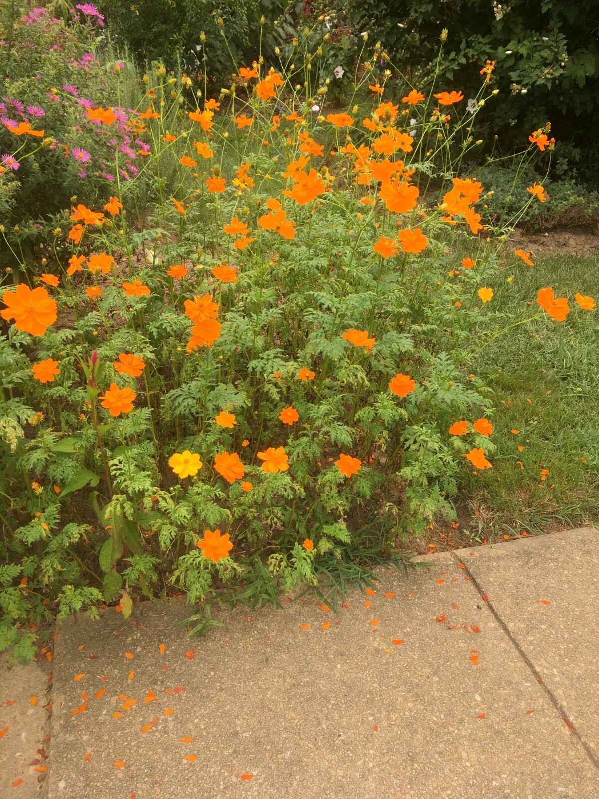 40+ Orange Cosmos Flower seeds – organic crop of 2025