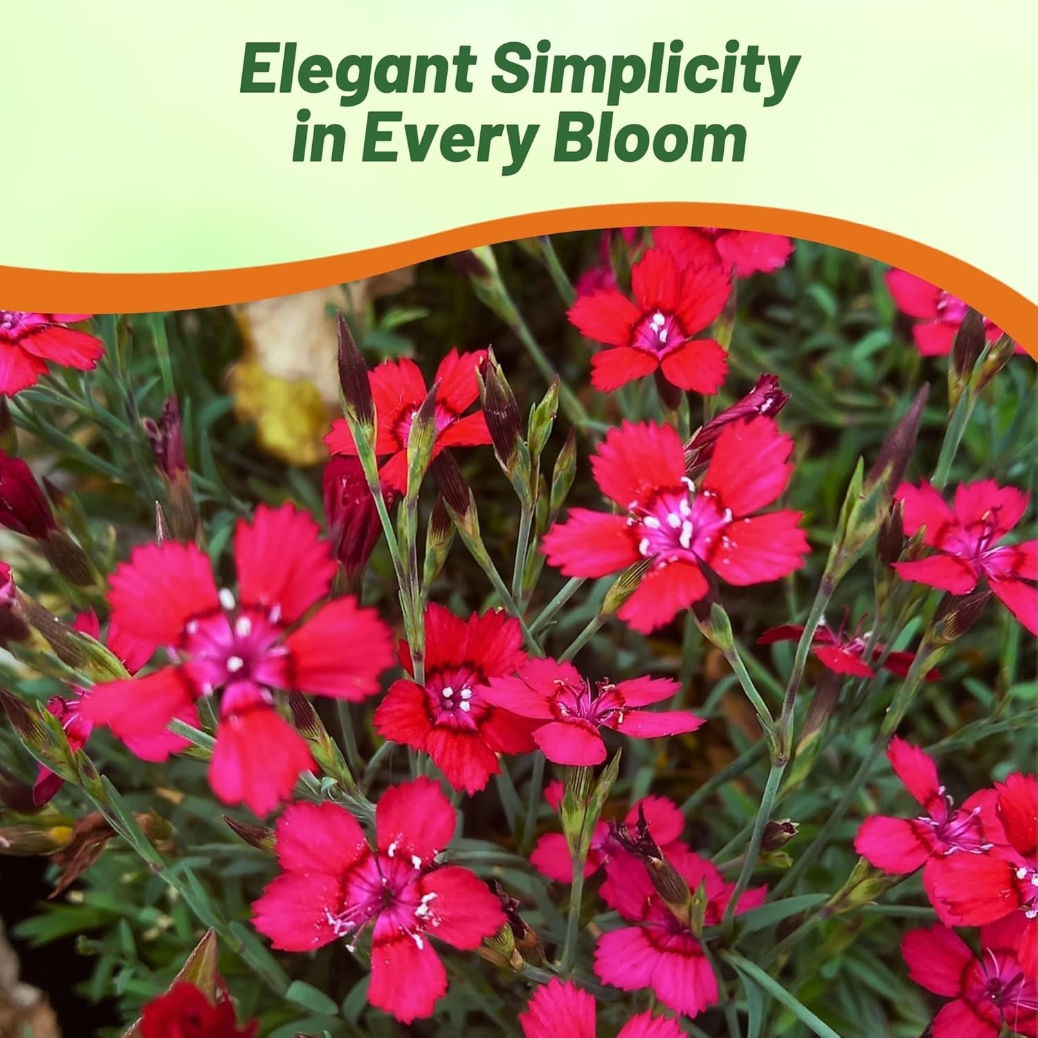 5000 Seeds Dianthus Deltoides Maiden Pinks Drought Resistant Flower Seed