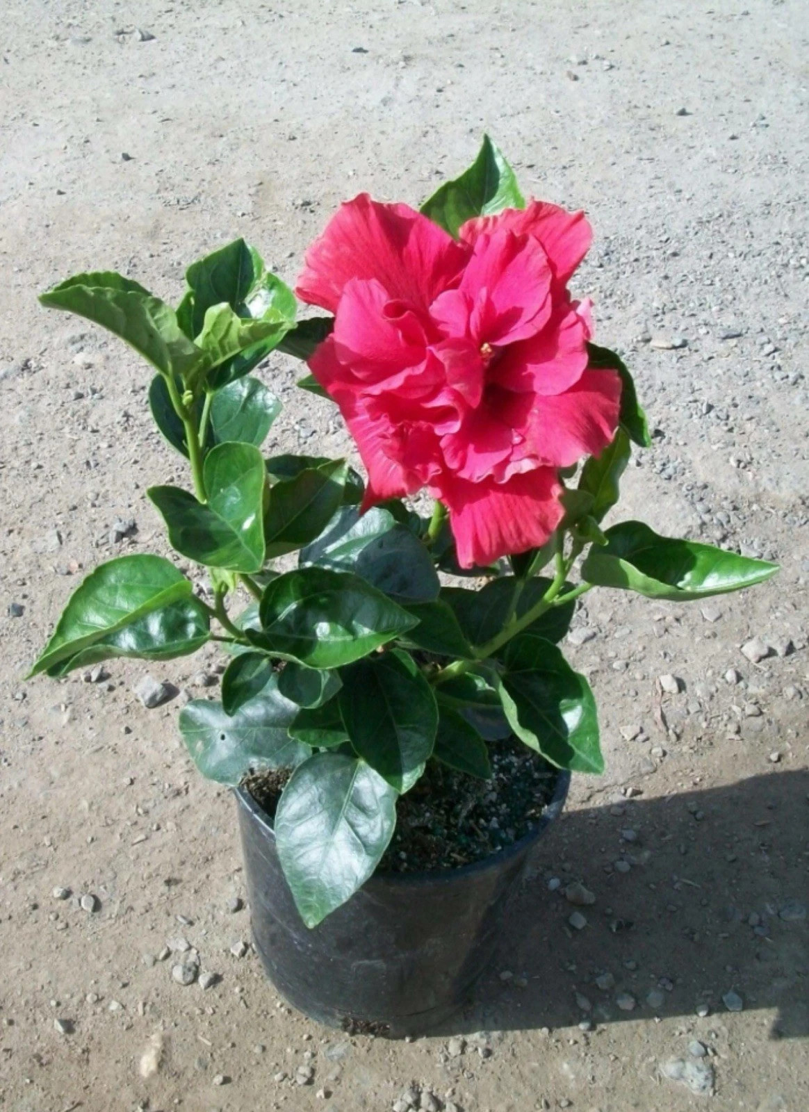 Diamond Head Hibiscus-SMALL ROOTED STARTER Plant-Hibiscus Rosa-sinensis