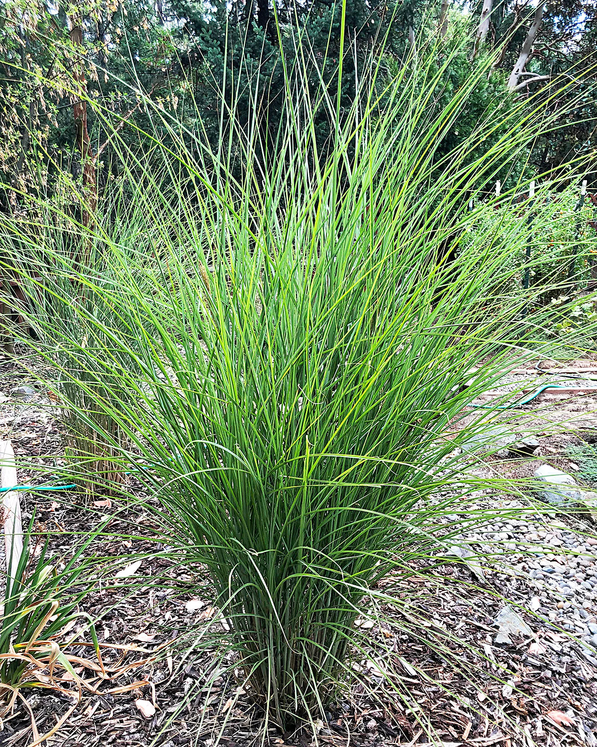 Silberfeder Silver Feather Grass – 3 bareroot plants