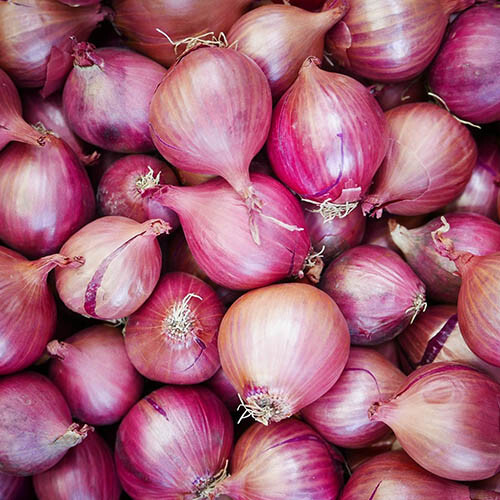 Red Creole Onion Seeds 200+ Spicy Short Day Cajun Vegetable USA FREE SHIPPING