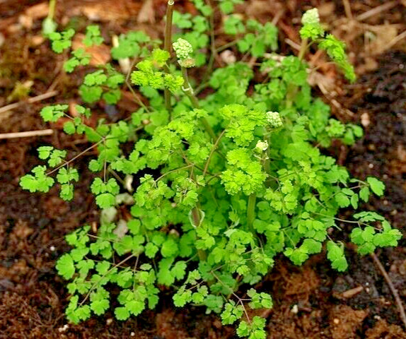 Foamy meadowrue 30 seeds, Thalictrum Isopyroides, hardy perennial yellow flowers