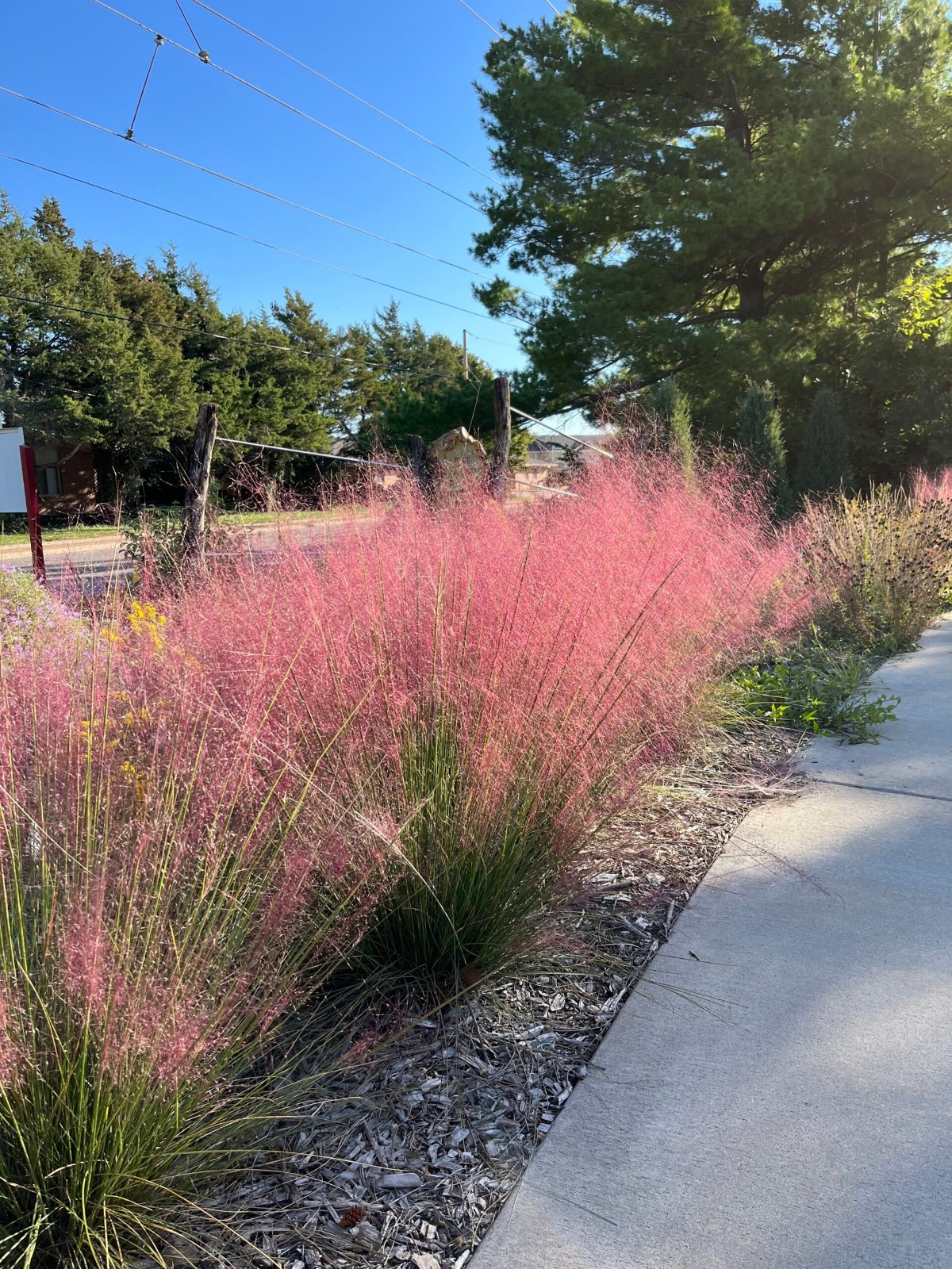 Pink Muhly Grass Muhlenbergia Capillaris 10 Seeds Free Shipping!