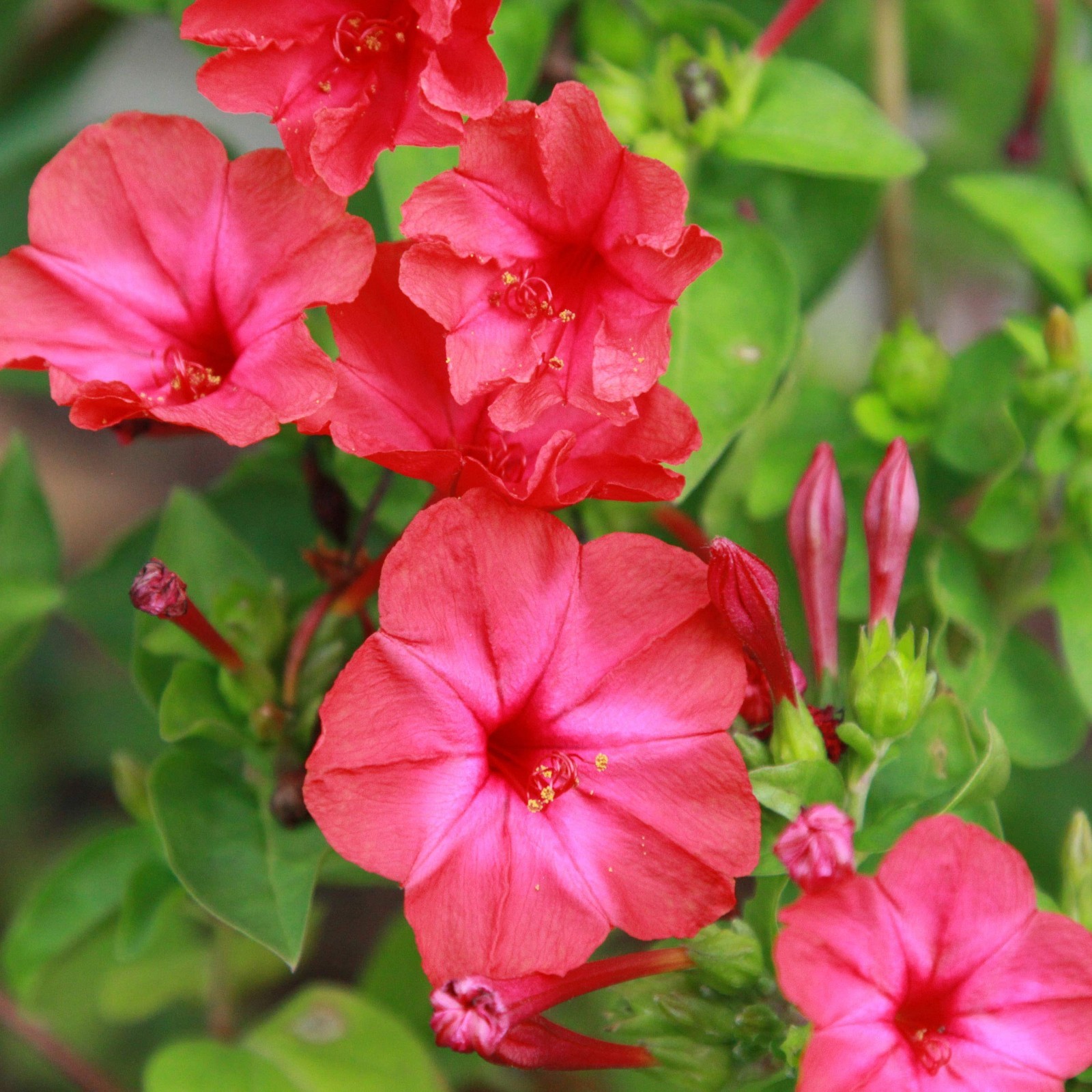 Red Four O’clock Flower Seeds – 1/4 lb Perennial, Fragrant Trumpet Blooms, Deer-