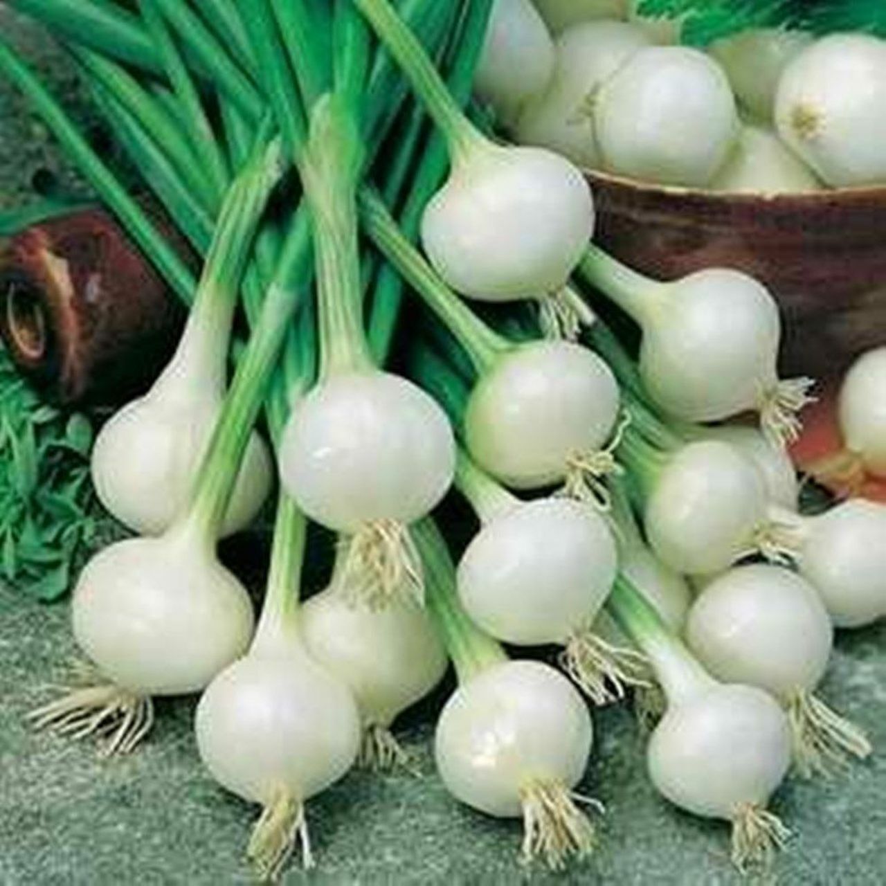 Crystal White Wax Onion Seeds, NON-GMO, Pearl Onion, Pickling, FREE SHIPPING