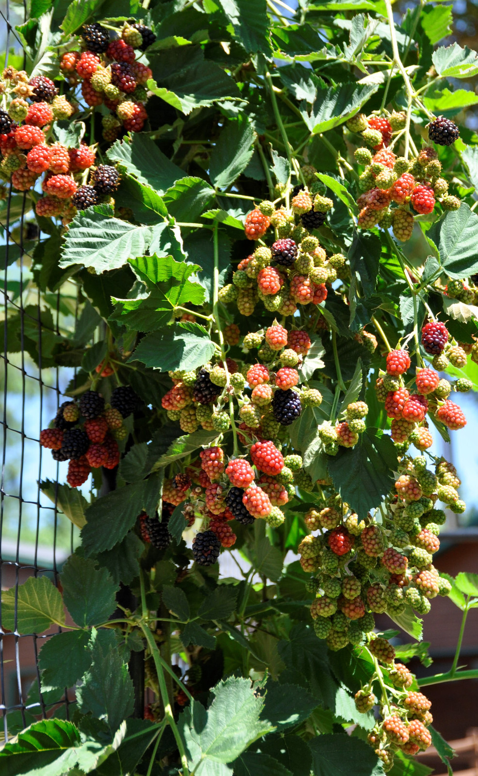 Triple Crown Thornless Blackberry Seeds 20 Seeds