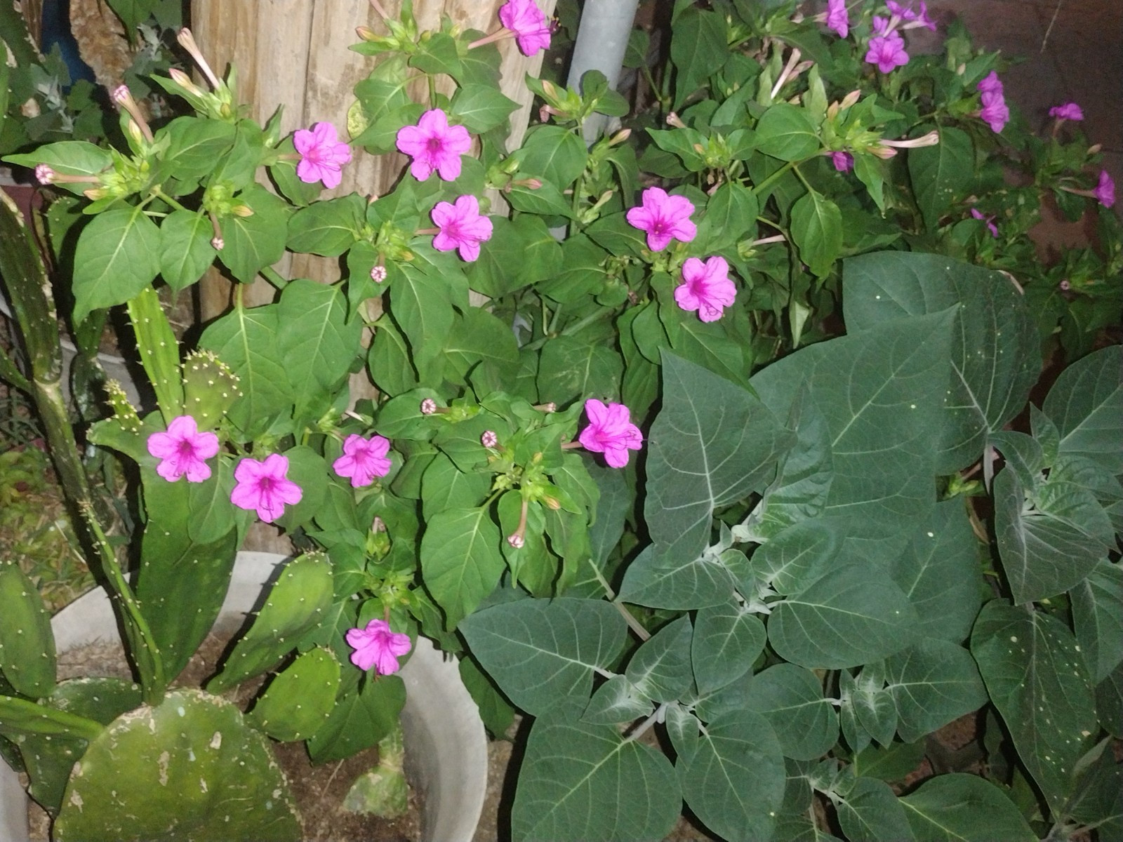 🌸50 Mirabilis (4 O’Clock) Flower Seeds Fragrant Easy to Grow FREE SHIPPING