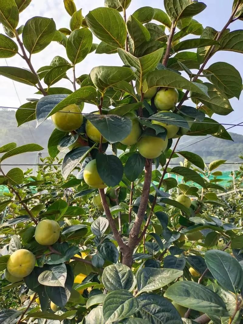 100 Pcs Japanese Persimmon Tree Seeds, Fuyu Persimmon Fruit Seed for Planting