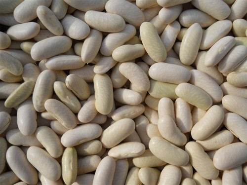 Beans, Strike Bush 1/2 Pound NON-GMO, Heirloom, Organic, Amish Seeds NON HYBRID