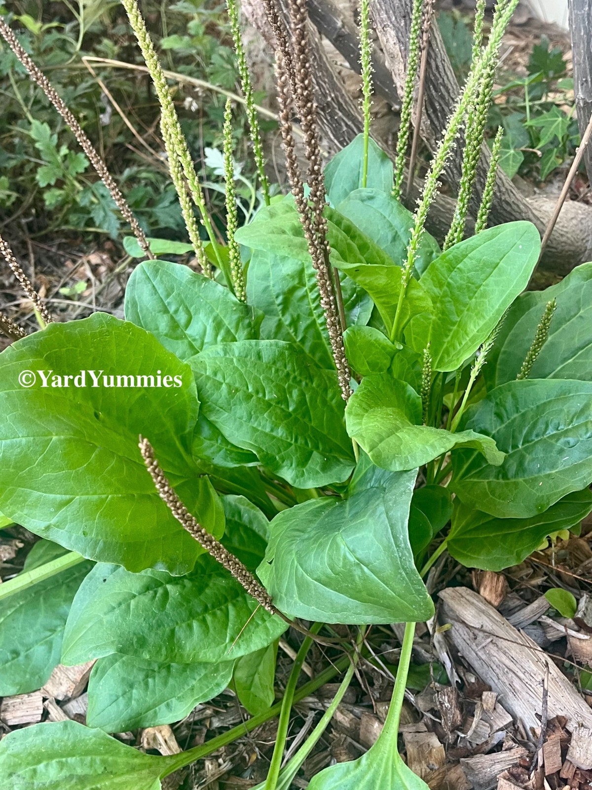 Broadleaf Plantain 200 SEEDS – Plantago Major Common Plantain- Perennial Herb