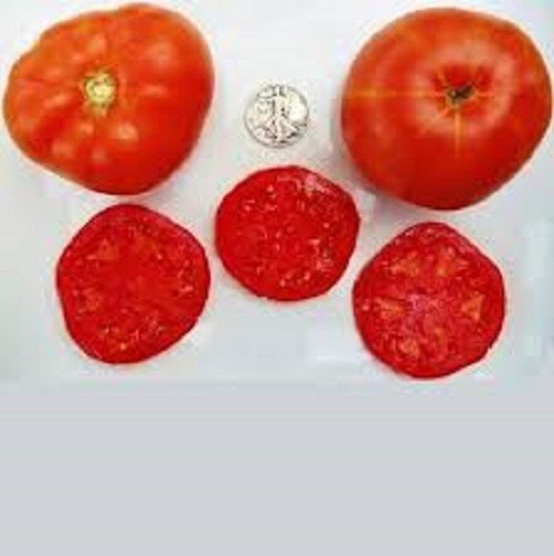 Trophy – +25 Fresh Seeds – Buy any 3 or more items, 10% off entire order!