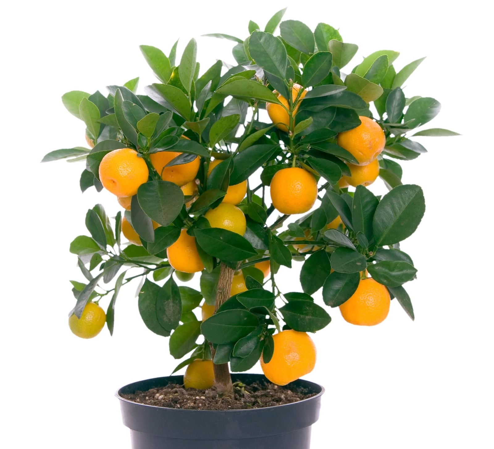 10 Hardy Orange Bonsai Tree Seeds – Cold Tolerant Citrus Seeds -High Germination